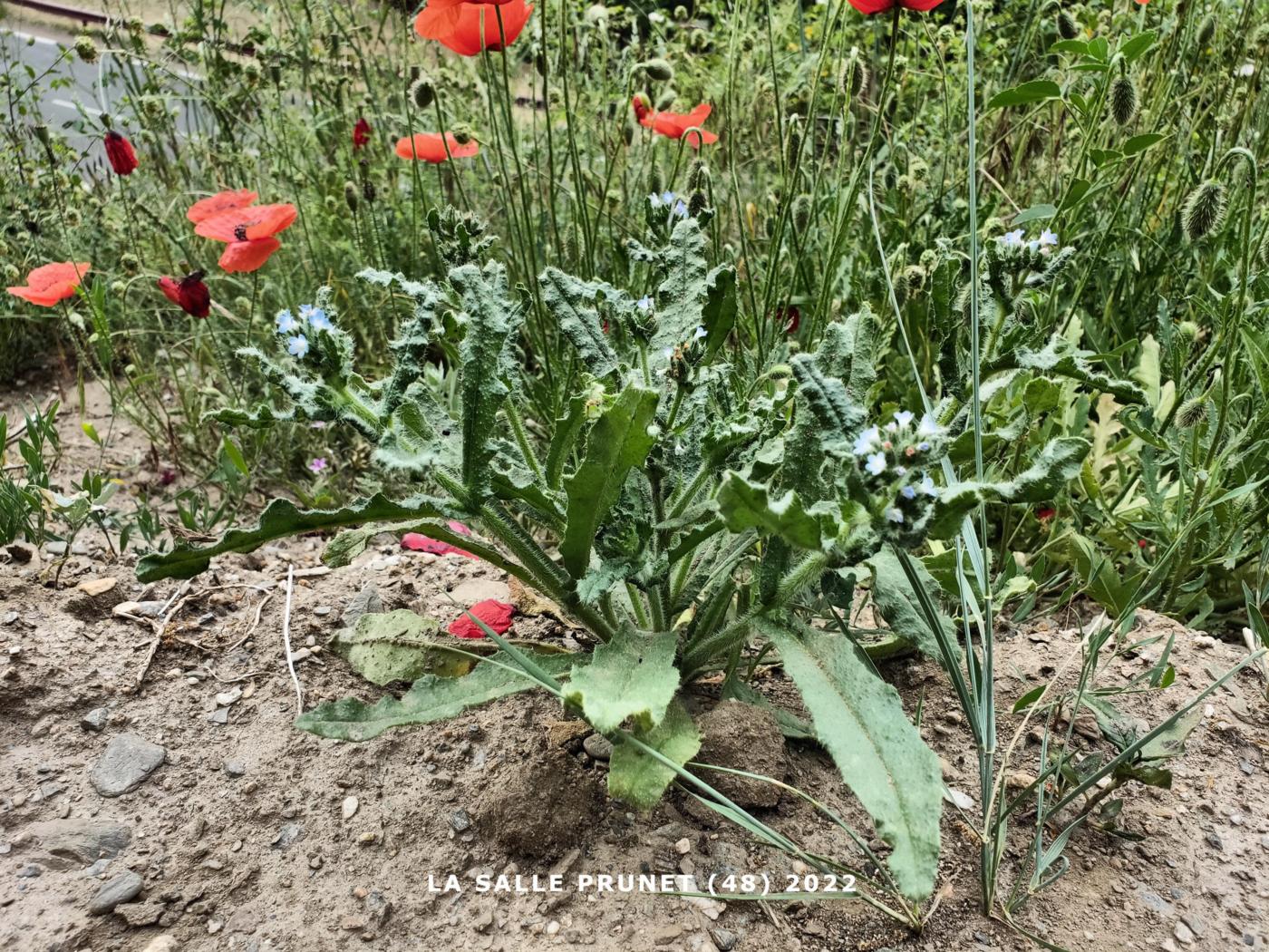 Bugloss, Field plant